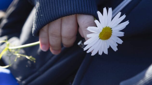 Päivänkakkara pienen lapsen kädessä